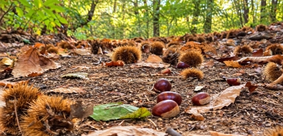 Quando si andava a raccogliere le castagne