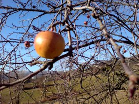 Appesa e solitaria
